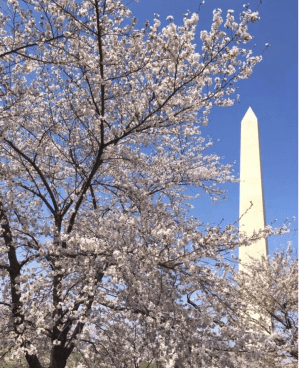 Cherry blossoms framing the Washington Monument under a clear blue sky in Washington, D.C.